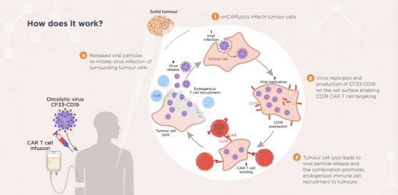 Imugene onCARlytics combination with CD19 antibody presented at SITC Annual Meeting